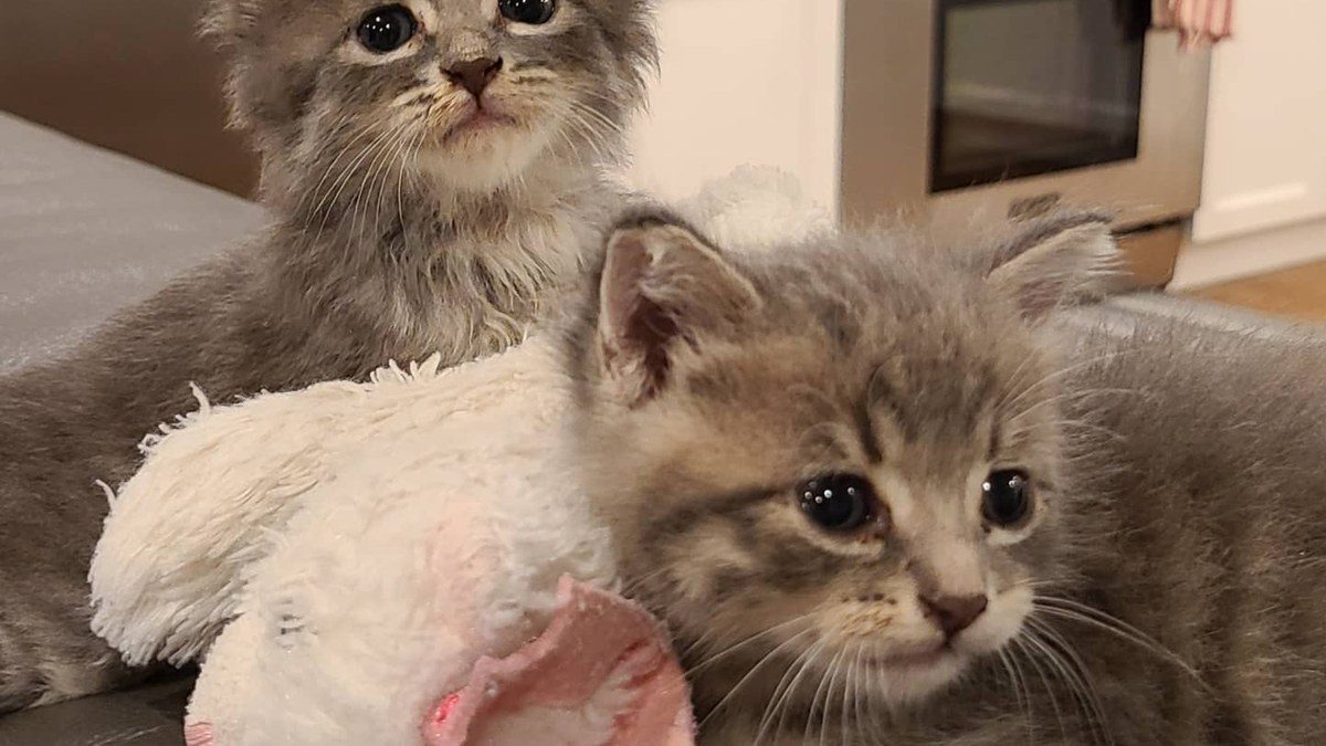 Zoey and Shadow, two gray kittens, playing with a toy