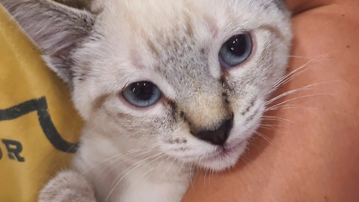 A blue-eyed foster kitten being held