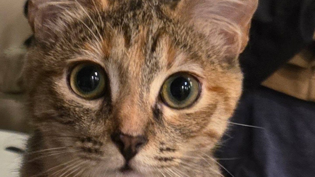 Melody, a tabby-calico cat